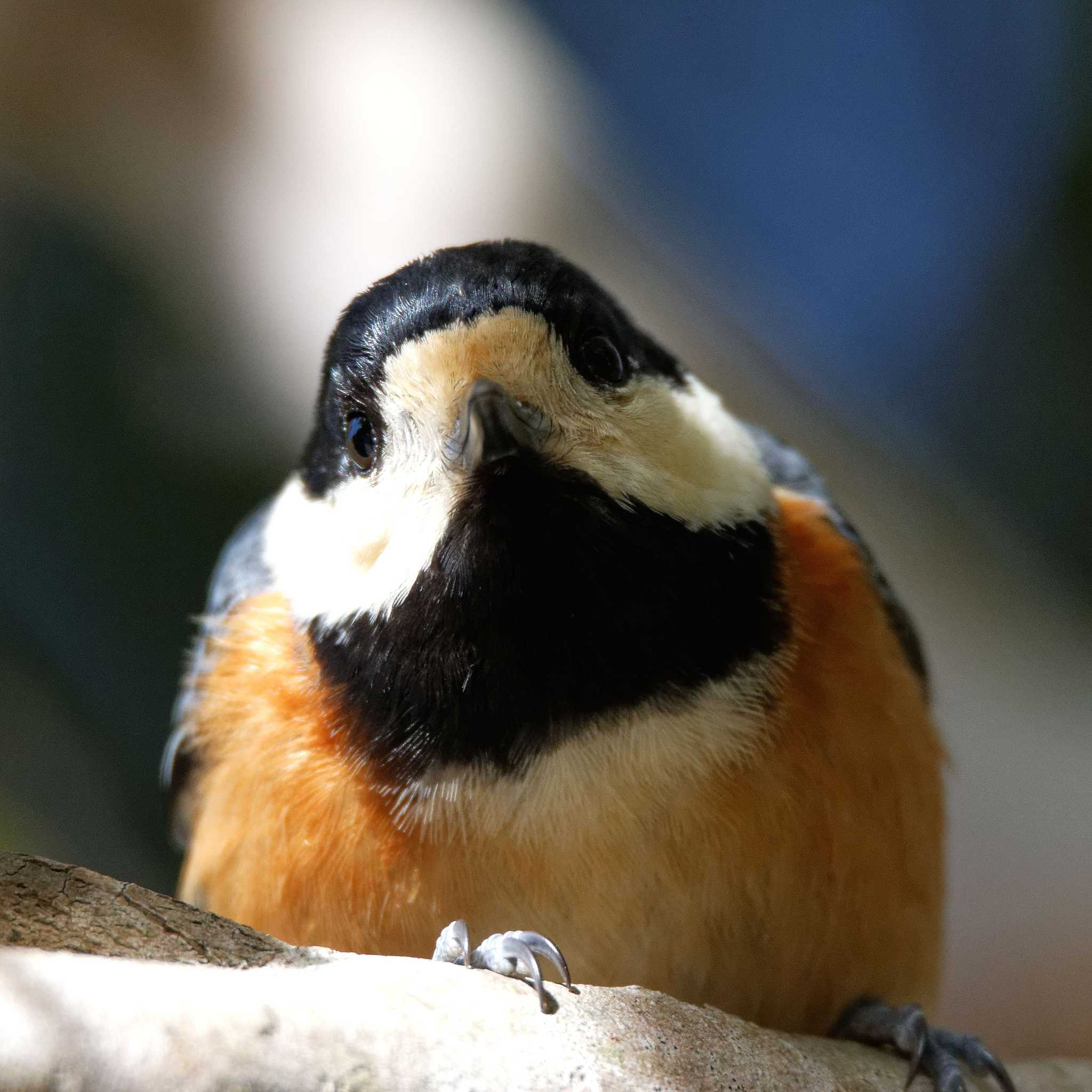 Varied Tit