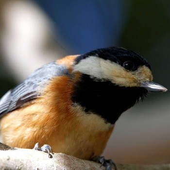 Varied Tit 岐阜公園 Sat, 2/7/2015