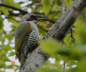 2023年11月12日(日) 多摩川トライアングルの野鳥観察記録