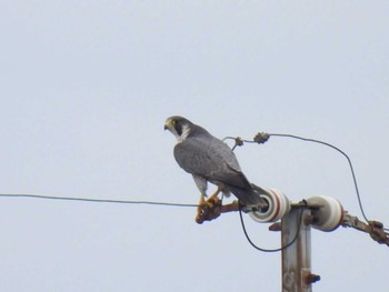 Peregrine Falcon Nabeta Reclaimed land Sun, 11/12/2023