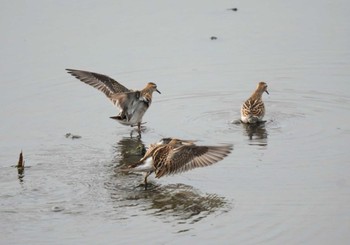 Sharp-tailed Sandpiper Inashiki Sat, 10/28/2023