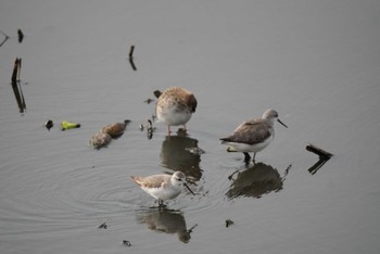 2023年10月28日(土) 稲敷市の野鳥観察記録