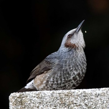 Brown-eared Bulbul 岐阜公園 Sat, 2/7/2015