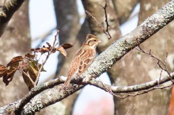 Rustic Bunting ひるがの高原(蛭ヶ野高原) Sat, 11/4/2023