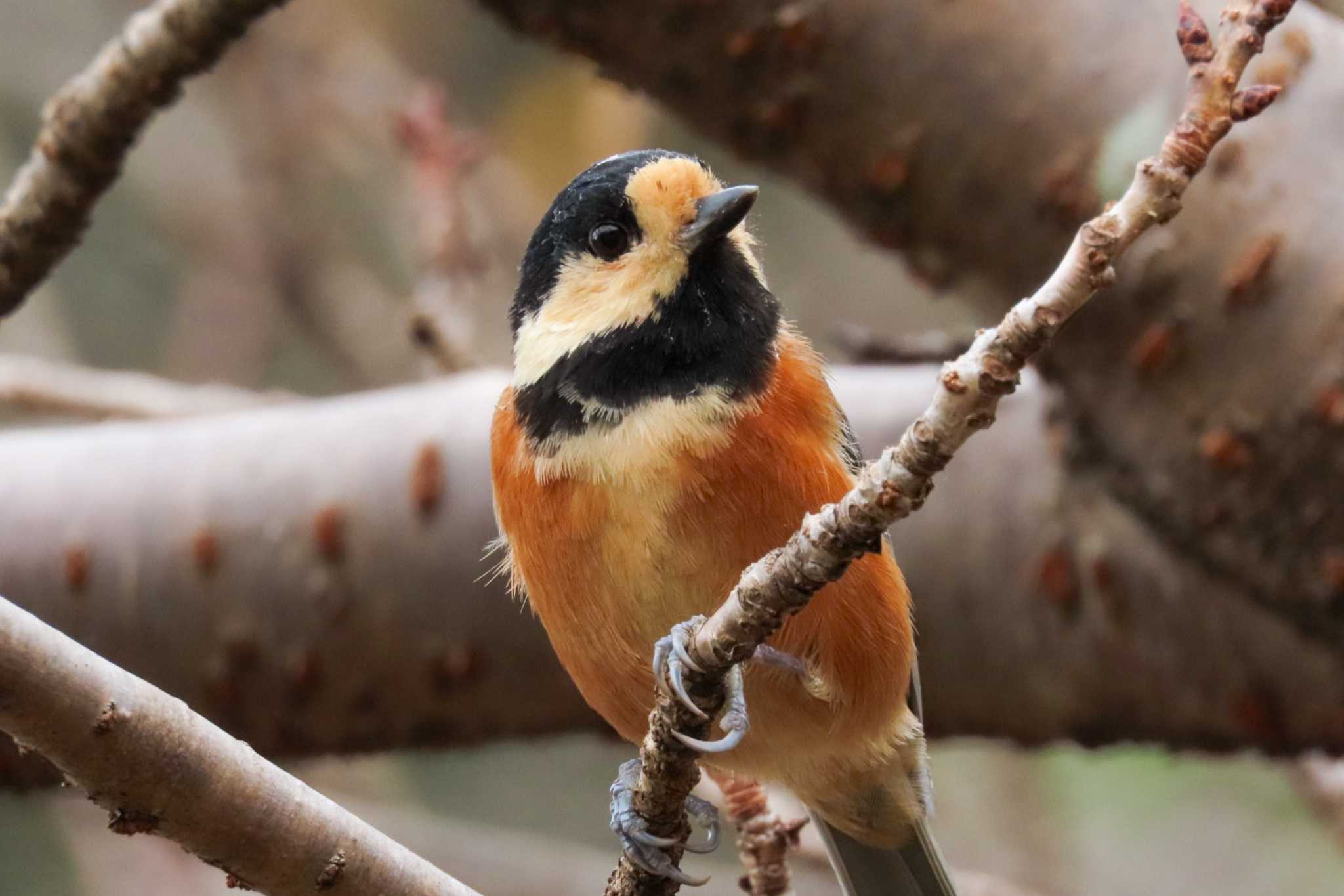 Photo of Varied Tit at 千光寺 by 姉なめこ