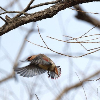 Japanese Waxwing 根尾川 Sat, 2/7/2015