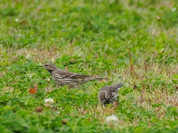 タヒバリ 福生南公園 2023年11月11日(土)