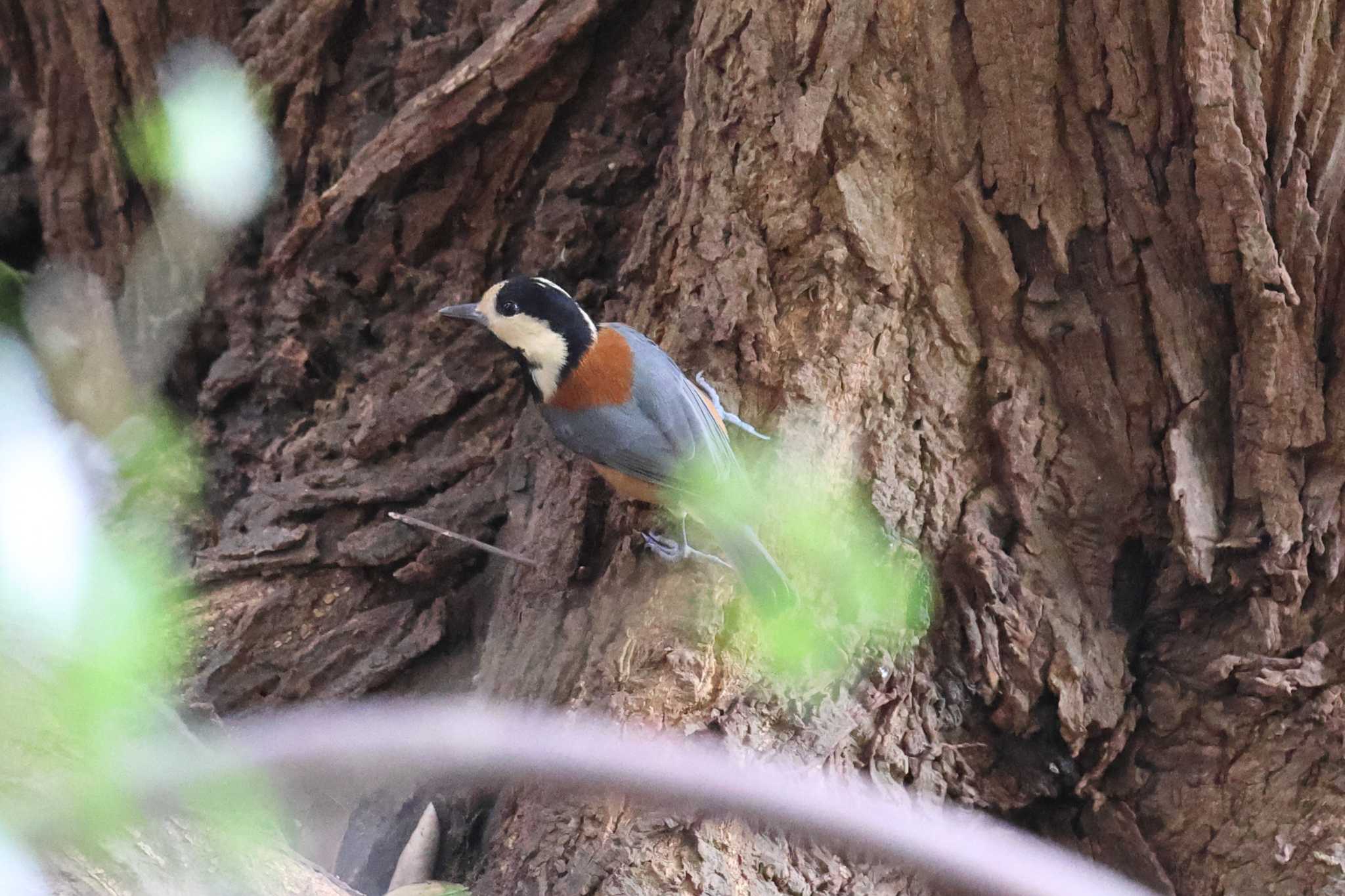 明石公園のヤマガラ