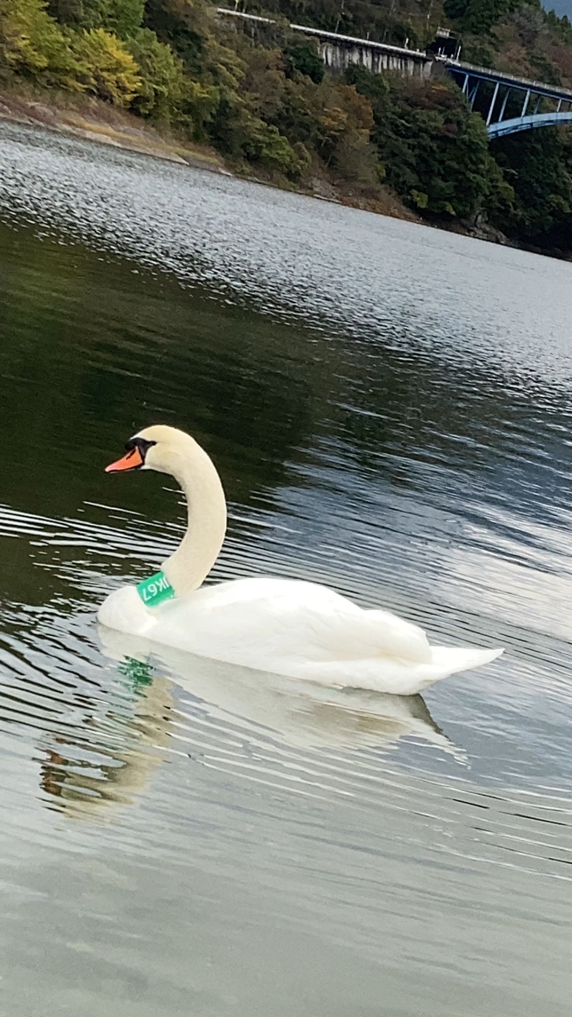 丹沢湖 コブハクチョウの写真