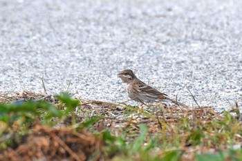 Pine Bunting Hegura Island Wed, 10/18/2023