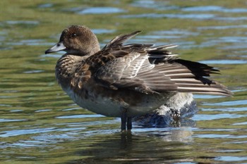 Wed, 11/8/2023 Birding report at 江津湖