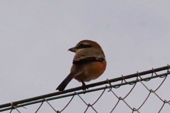 2023年11月10日(金) 江津湖の野鳥観察記録