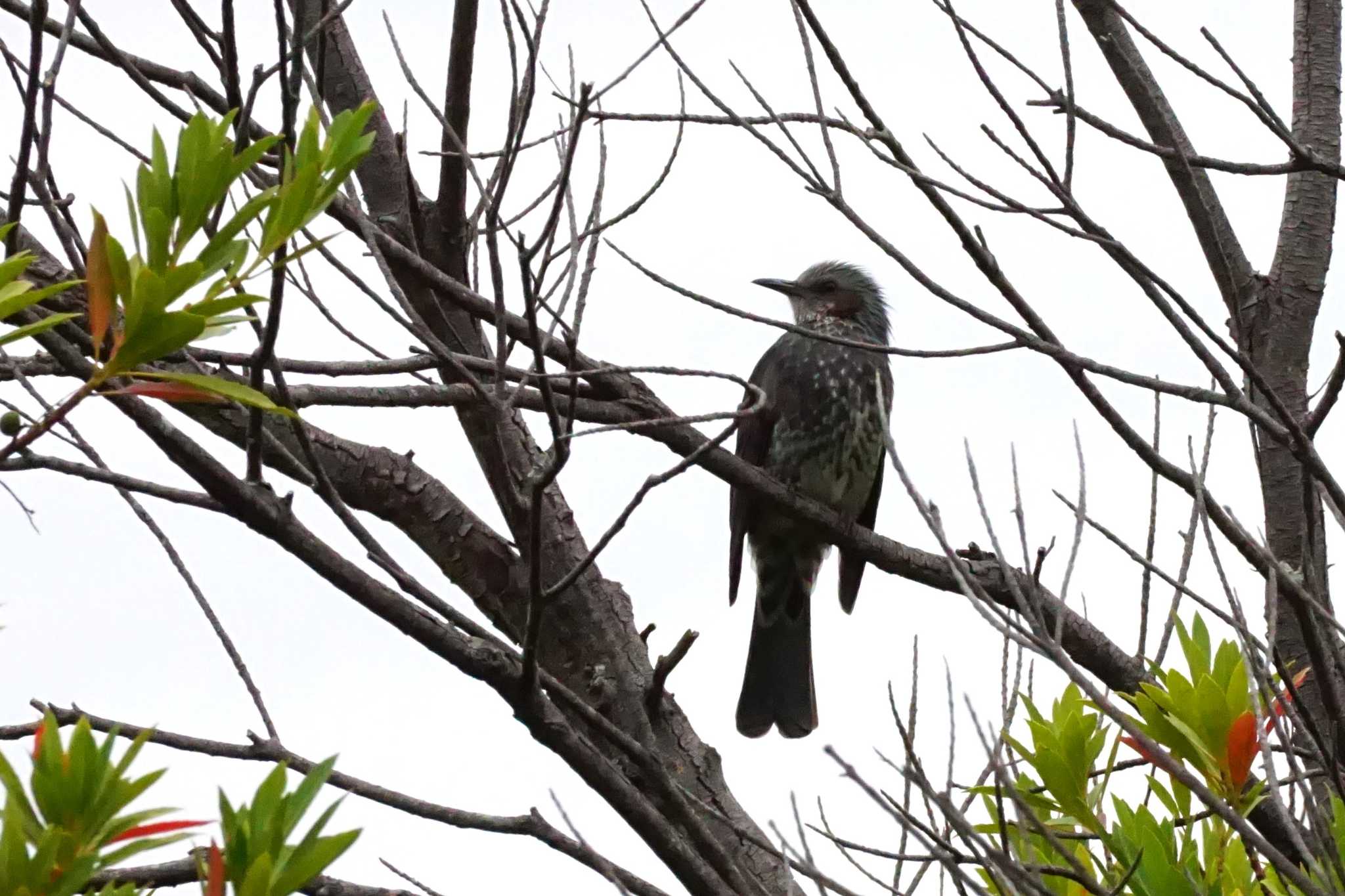 Photo of Brown-eared Bulbul at 江津湖 by Joh