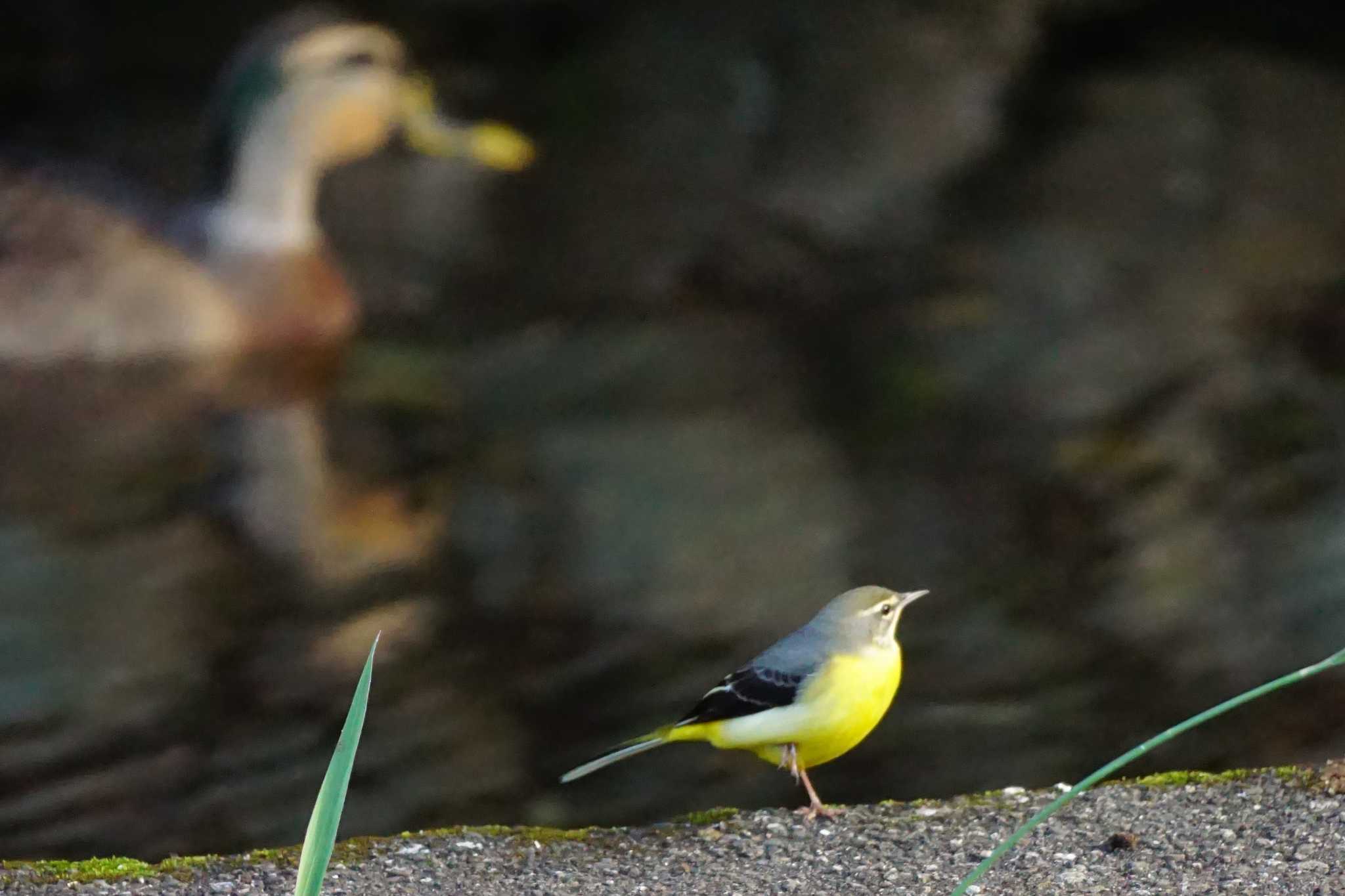 八景水谷 キセキレイの写真