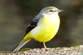 Grey Wagtail 八景水谷 Sat, 11/11/2023