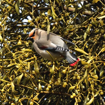 Japanese Waxwing 根尾川 Sat, 2/7/2015