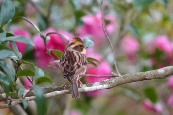 2023年11月12日(日) 神戸市の野鳥観察記録