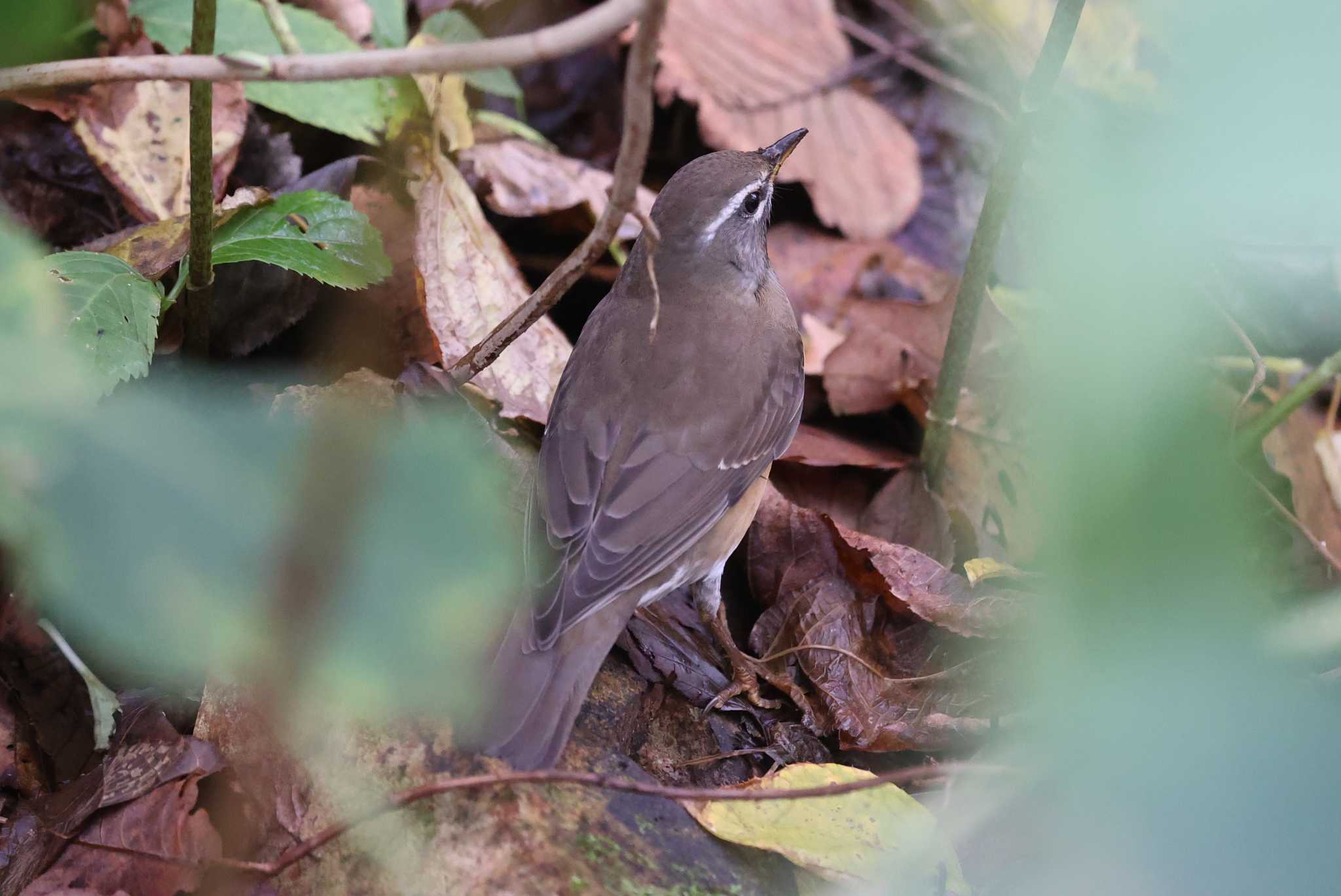 Eyebrowed Thrush