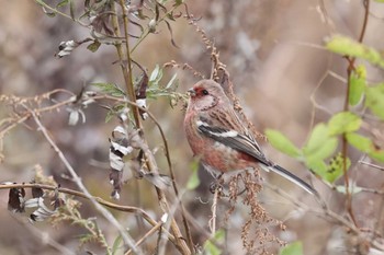 Siberian Long-tailed Rosefinch Hakodateyama Sun, 11/12/2023