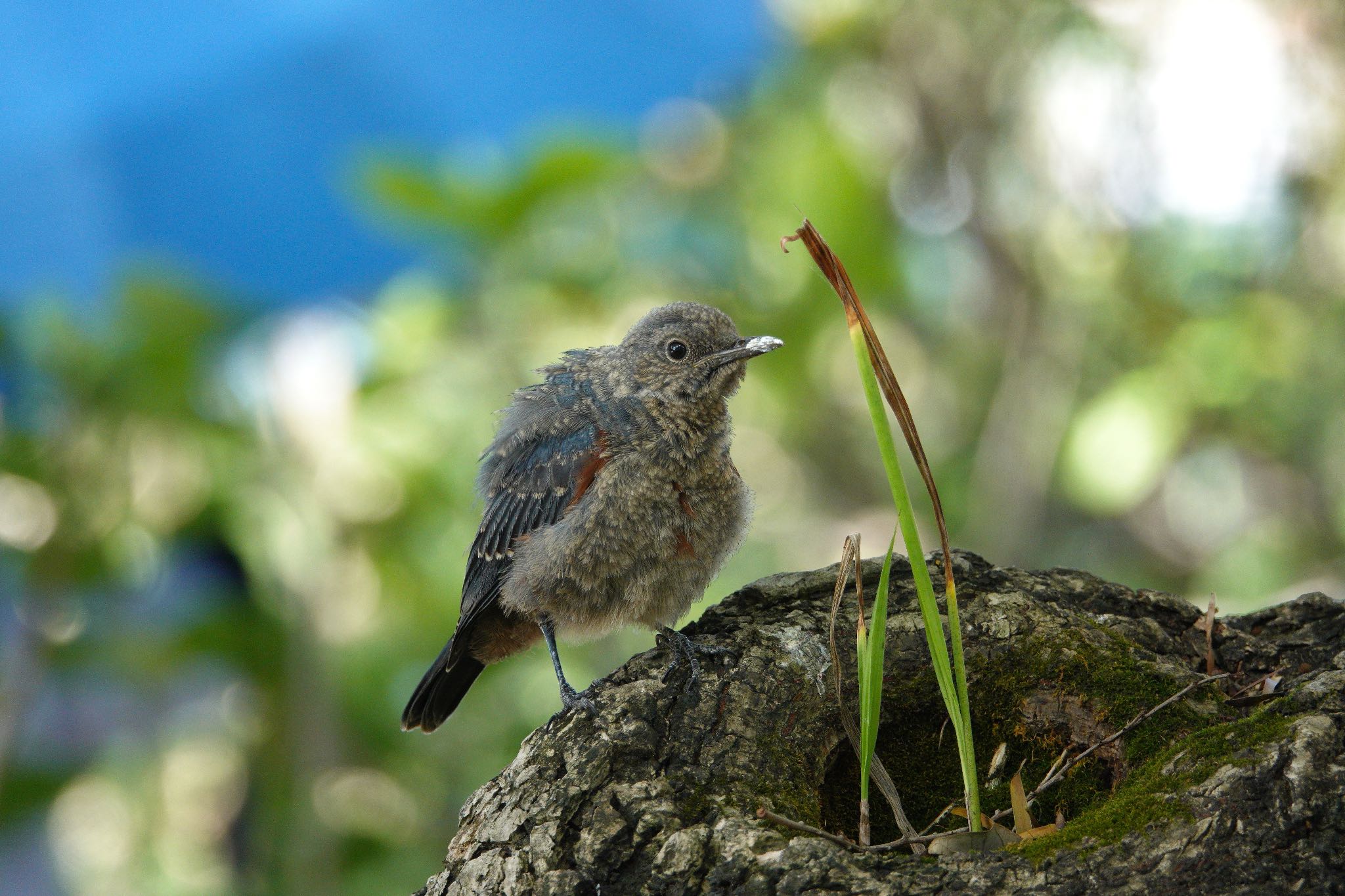 Blue Rock Thrush