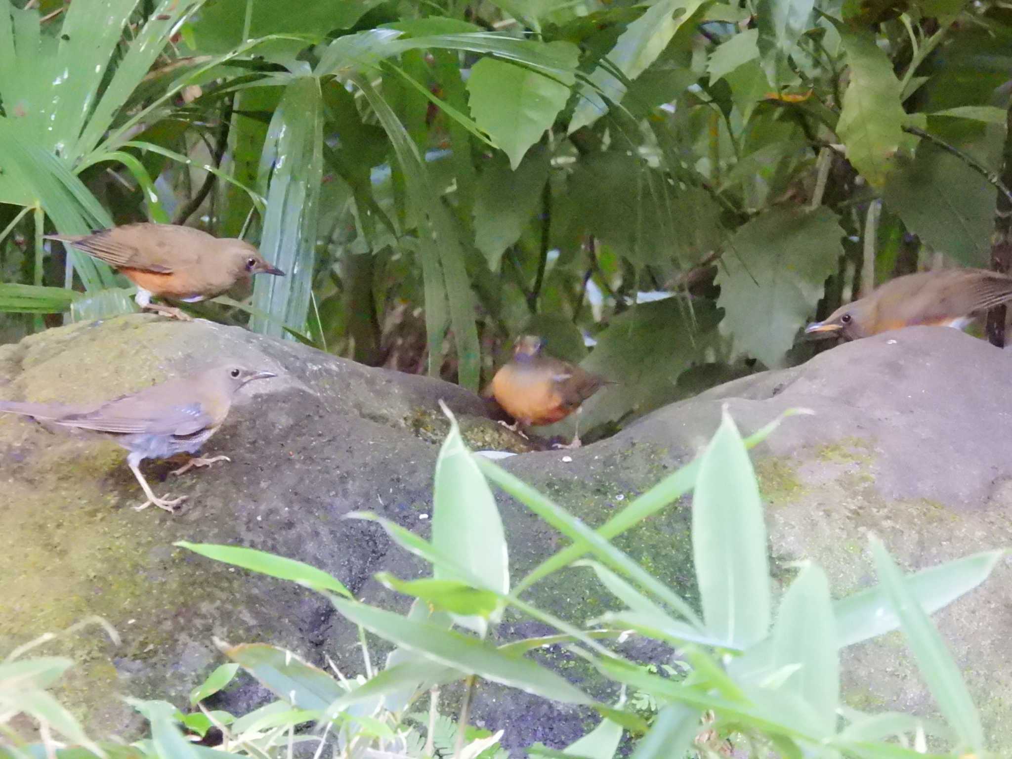 井の頭公園 アカハラの写真