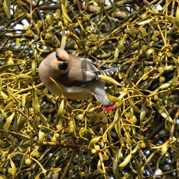 Japanese Waxwing 根尾川 Sat, 2/7/2015