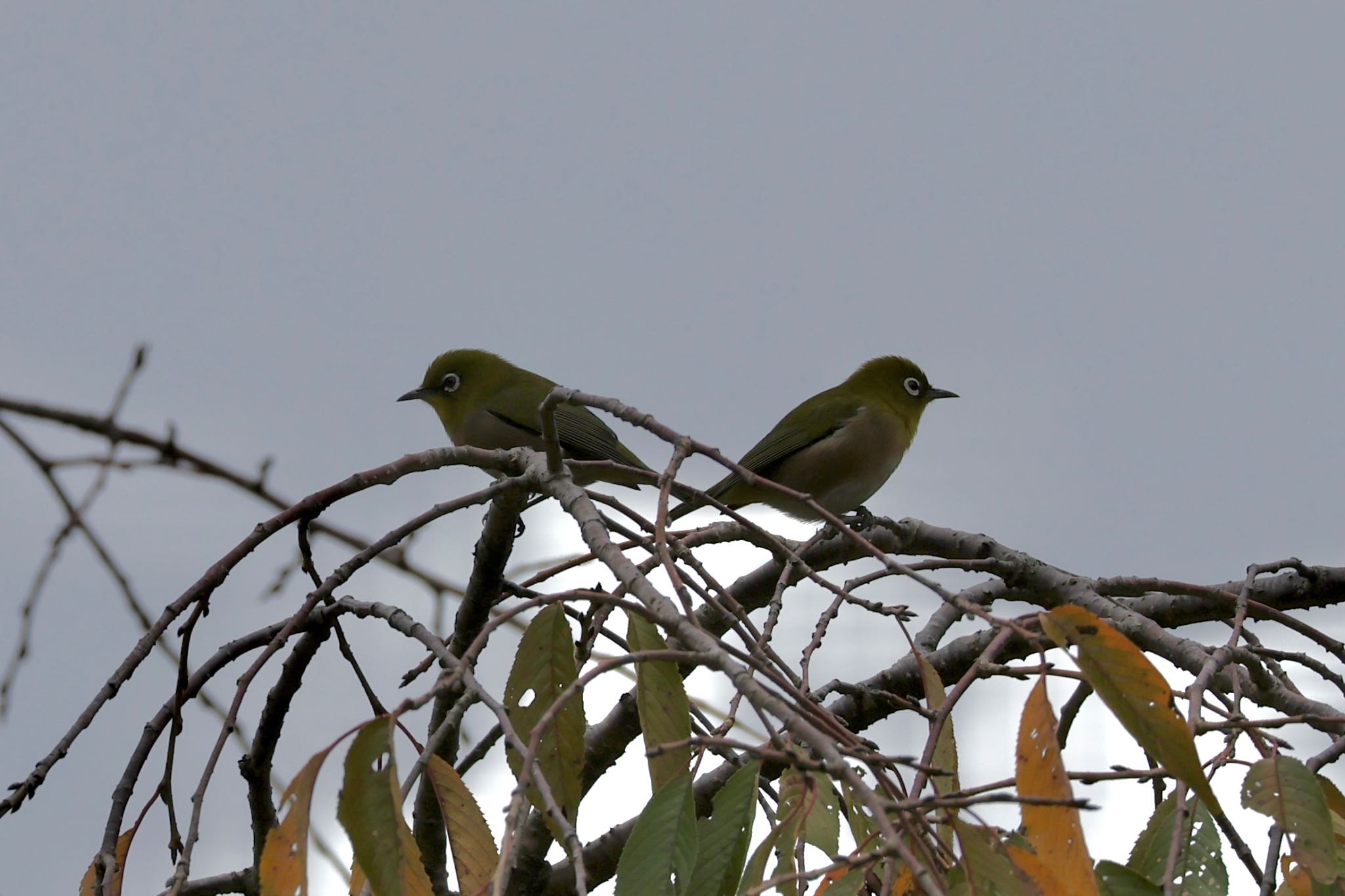 Photo of Warbling White-eye at 大池公園 by ベルサス