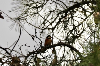 Varied Tit 大池公園 Sun, 11/12/2023