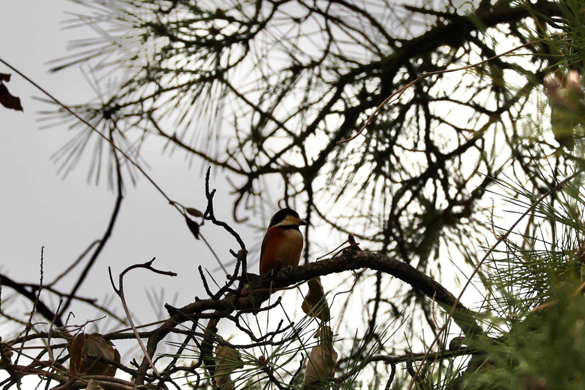 Photo of Varied Tit at 大池公園 by ベルサス