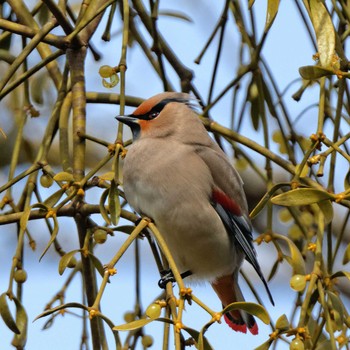 Japanese Waxwing 根尾川 Sat, 2/7/2015