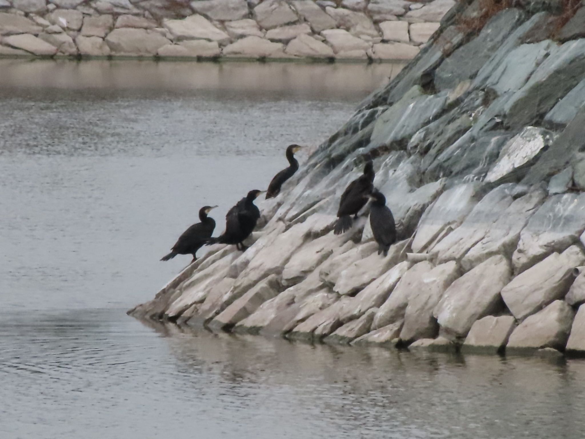 Photo of Great Cormorant at 波志江沼環境ふれあい公園 by アカウント12456