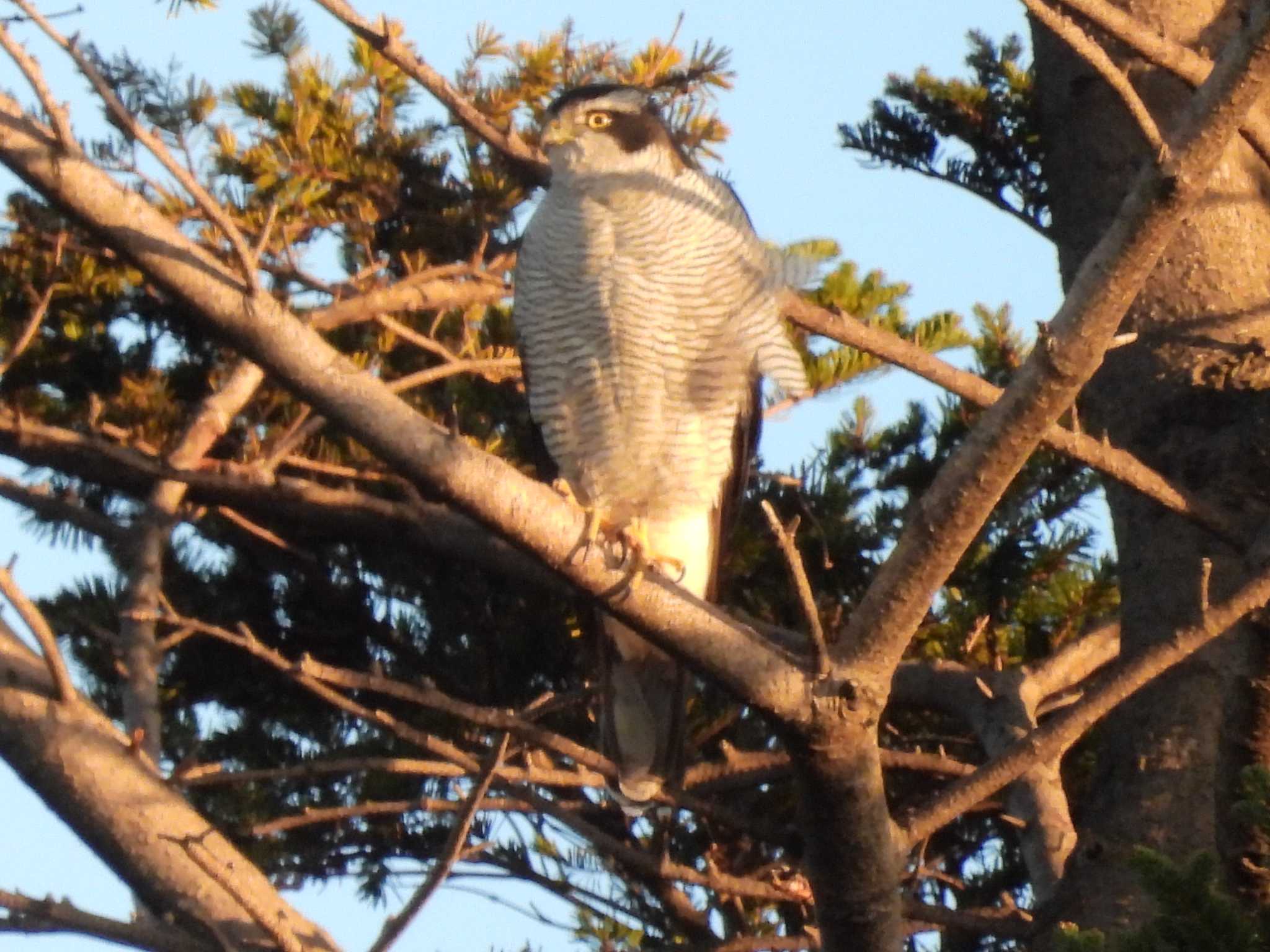 井の頭公園 オオタカの写真