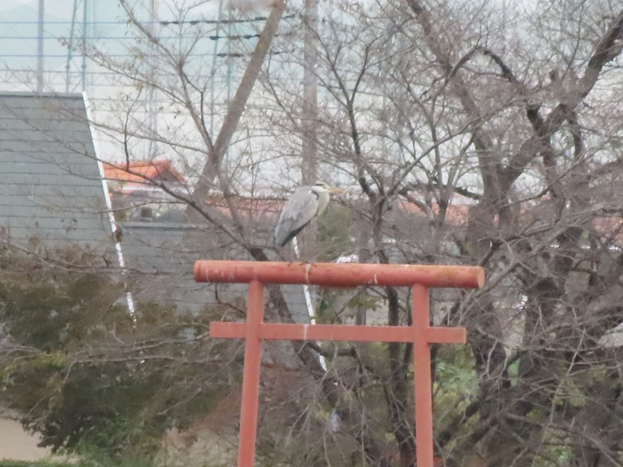 Photo of Grey Heron at 波志江沼環境ふれあい公園 by アカウント12456