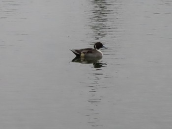 Northern Pintail 波志江沼環境ふれあい公園 Sun, 11/12/2023