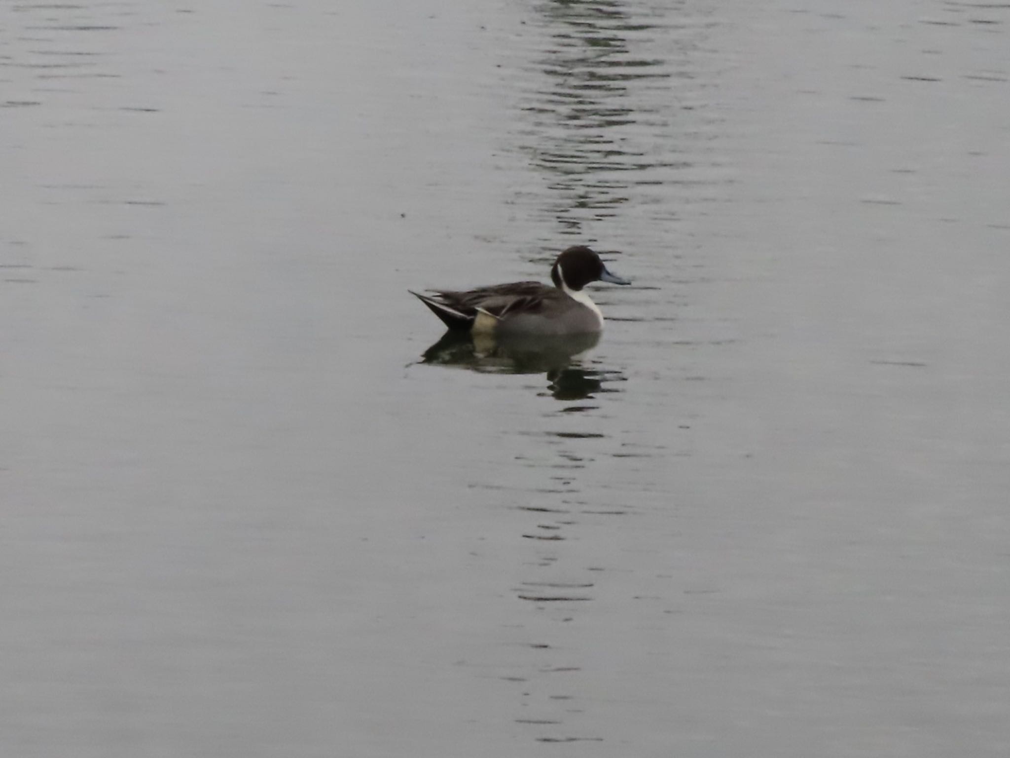 Northern Pintail