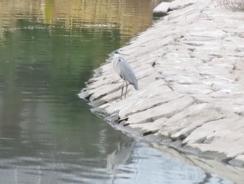 Grey Heron 波志江沼環境ふれあい公園 Sun, 11/12/2023