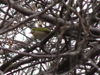 Warbling White-eye 波志江沼環境ふれあい公園 Sun, 11/12/2023