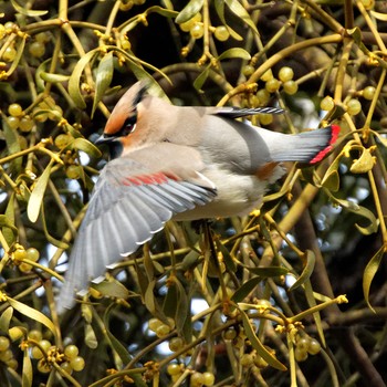 Japanese Waxwing 根尾川 Sat, 2/7/2015