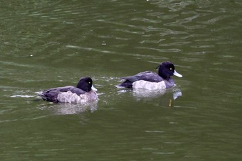 キンクロハジロ 大池公園 2023年11月12日(日)