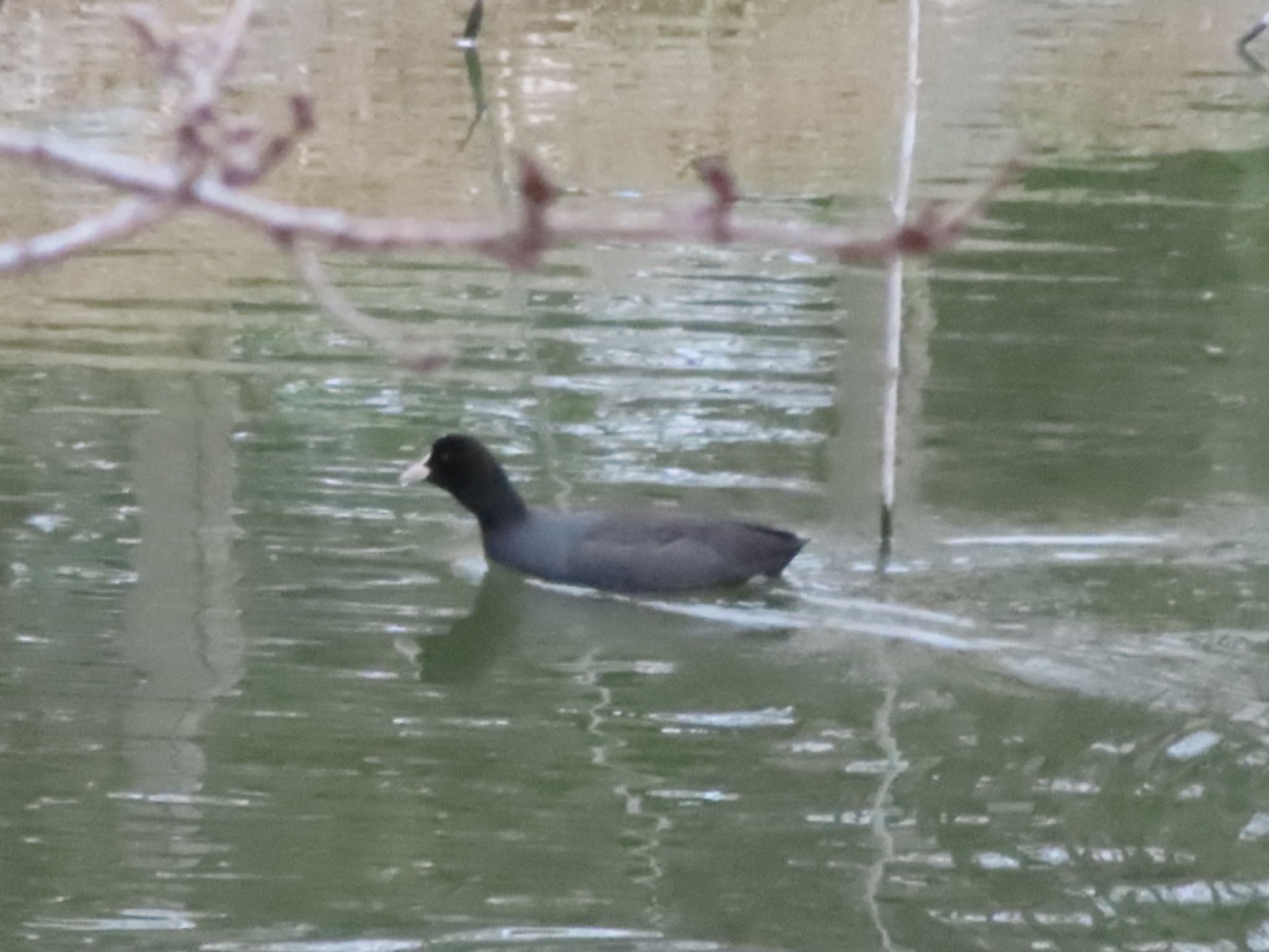 Eurasian Coot