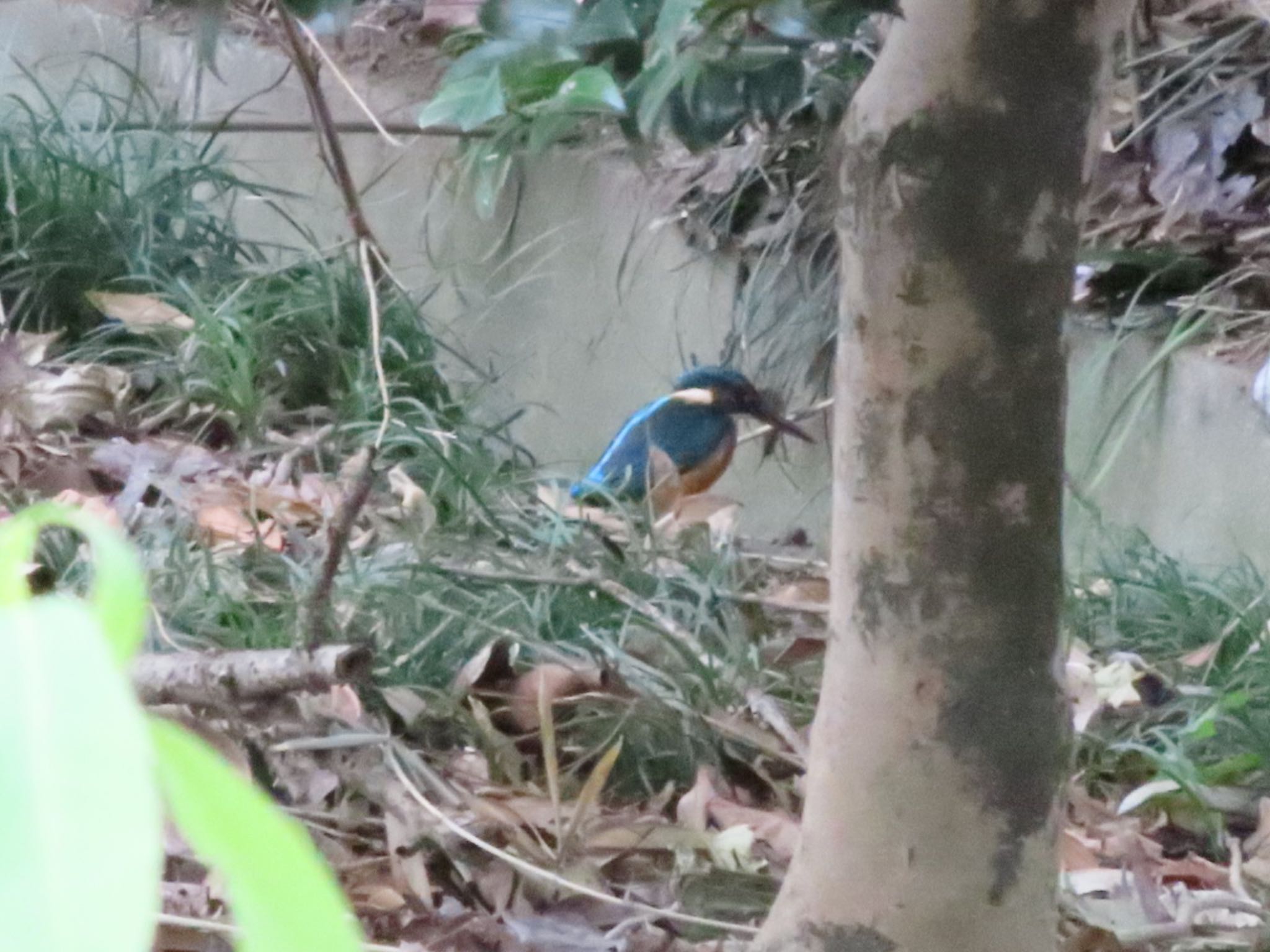 Photo of Common Kingfisher at 波志江沼環境ふれあい公園 by アカウント12456