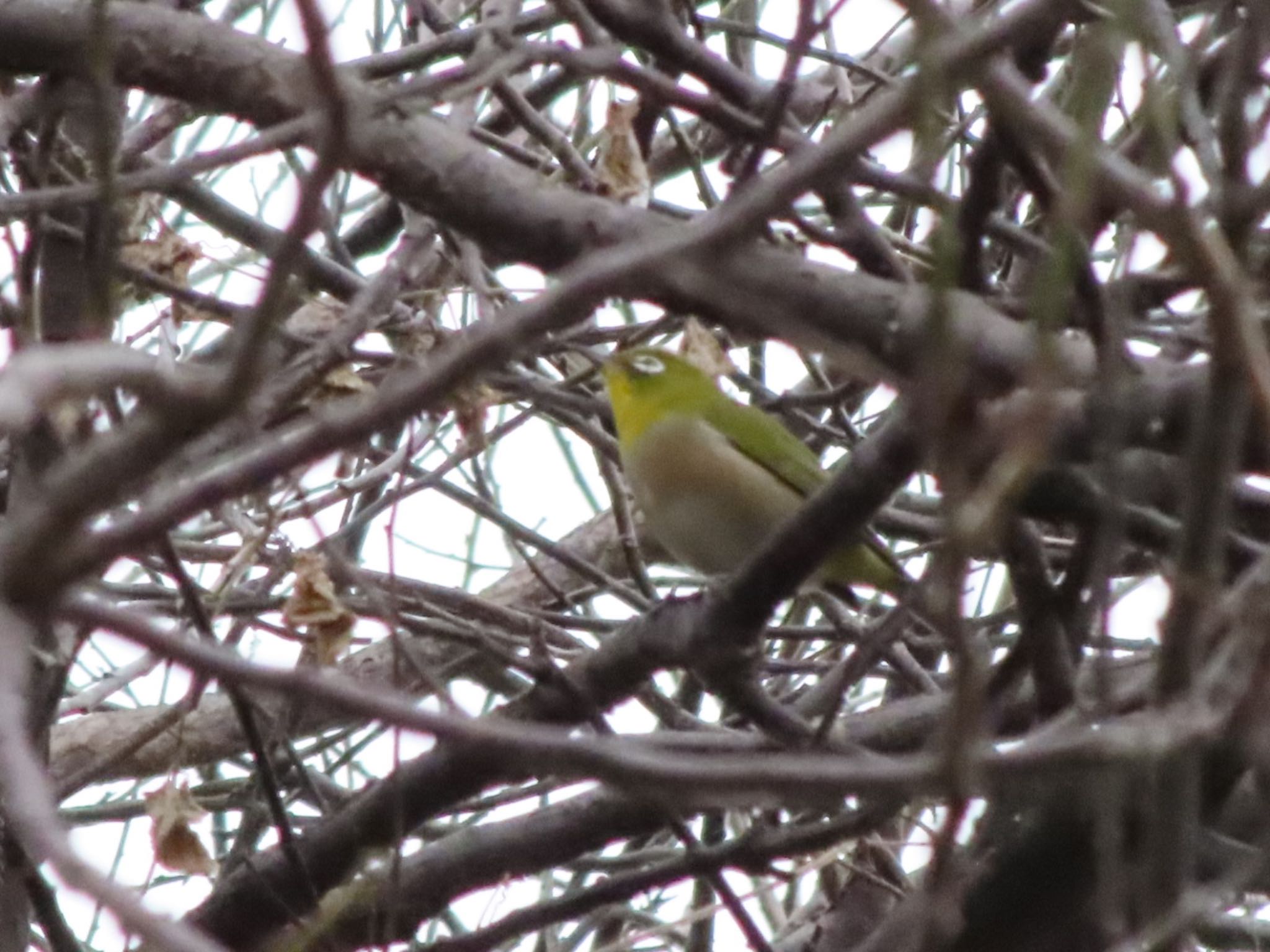 Photo of Warbling White-eye at 波志江沼環境ふれあい公園 by アカウント12456