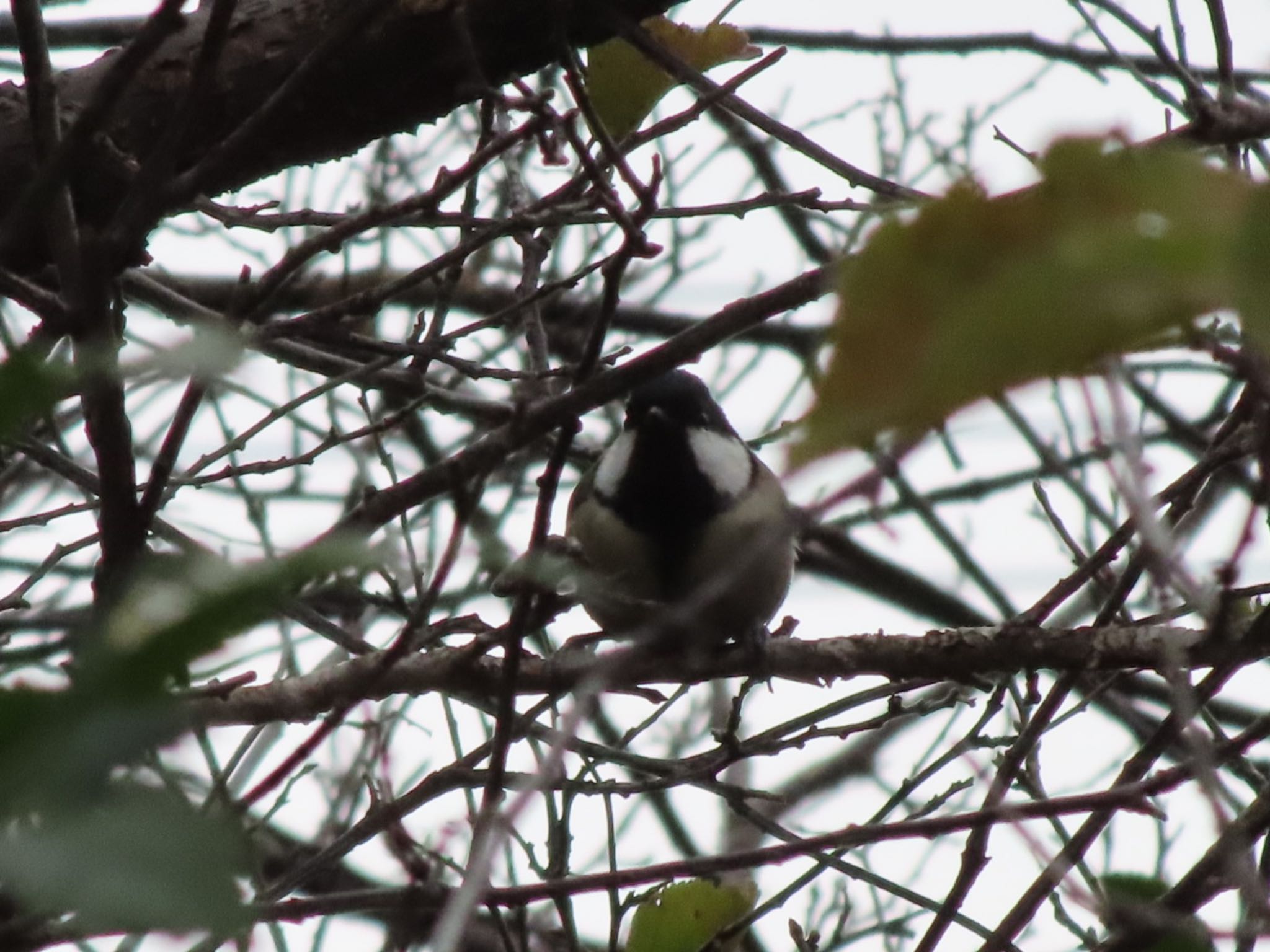 Japanese Tit