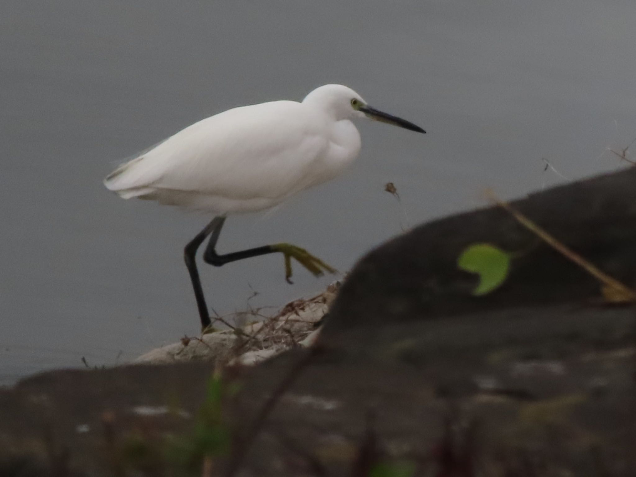 Photo of Little Egret at 波志江沼環境ふれあい公園 by アカウント12456