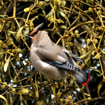 Japanese Waxwing 根尾川 Sat, 2/7/2015