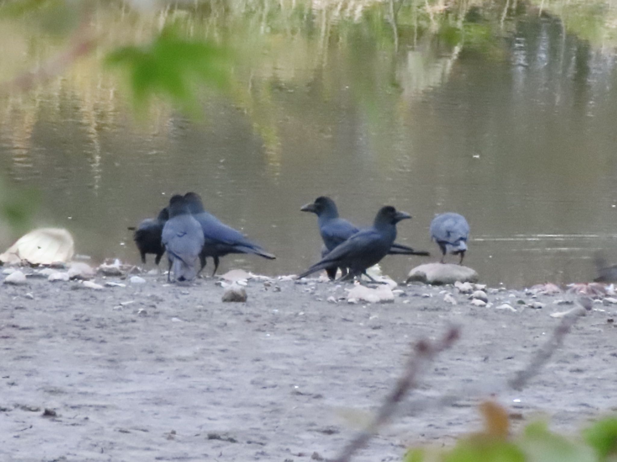 Large-billed Crow