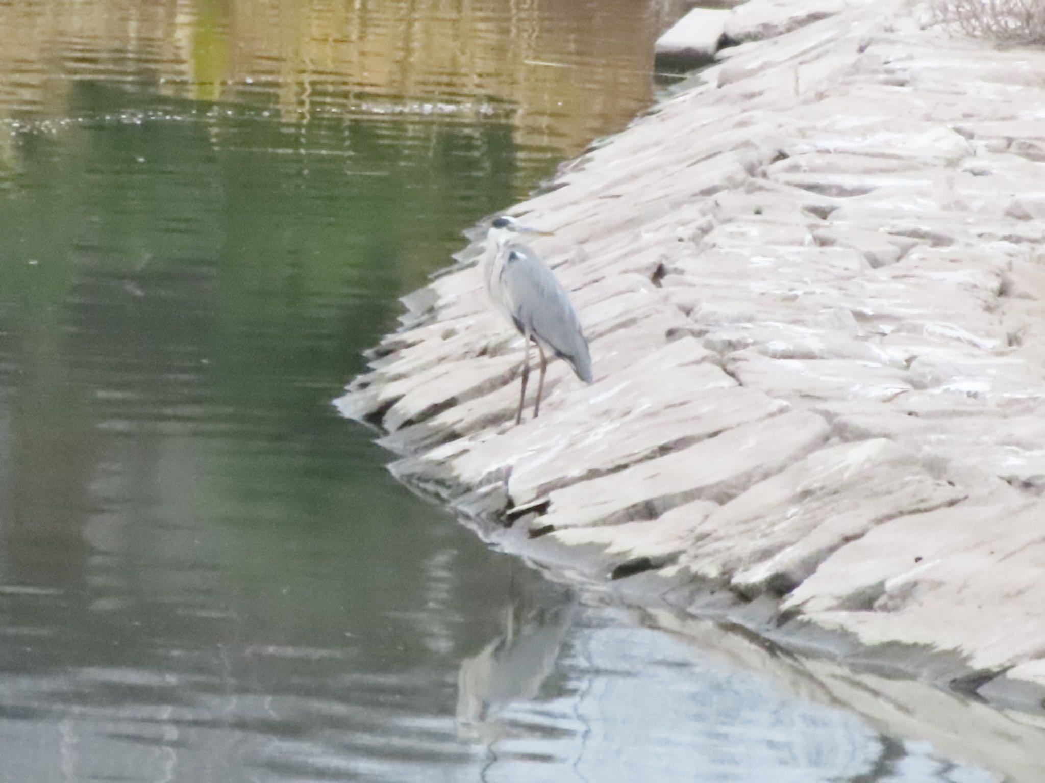 Photo of Grey Heron at 波志江沼環境ふれあい公園 by アカウント12456