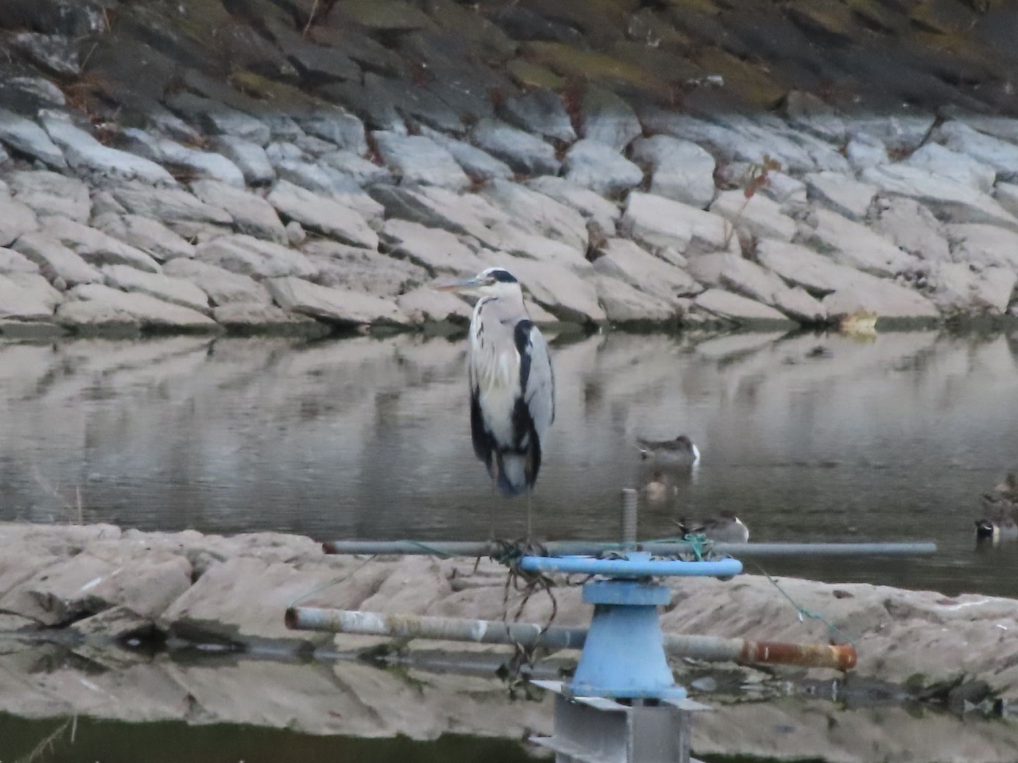 Grey Heron