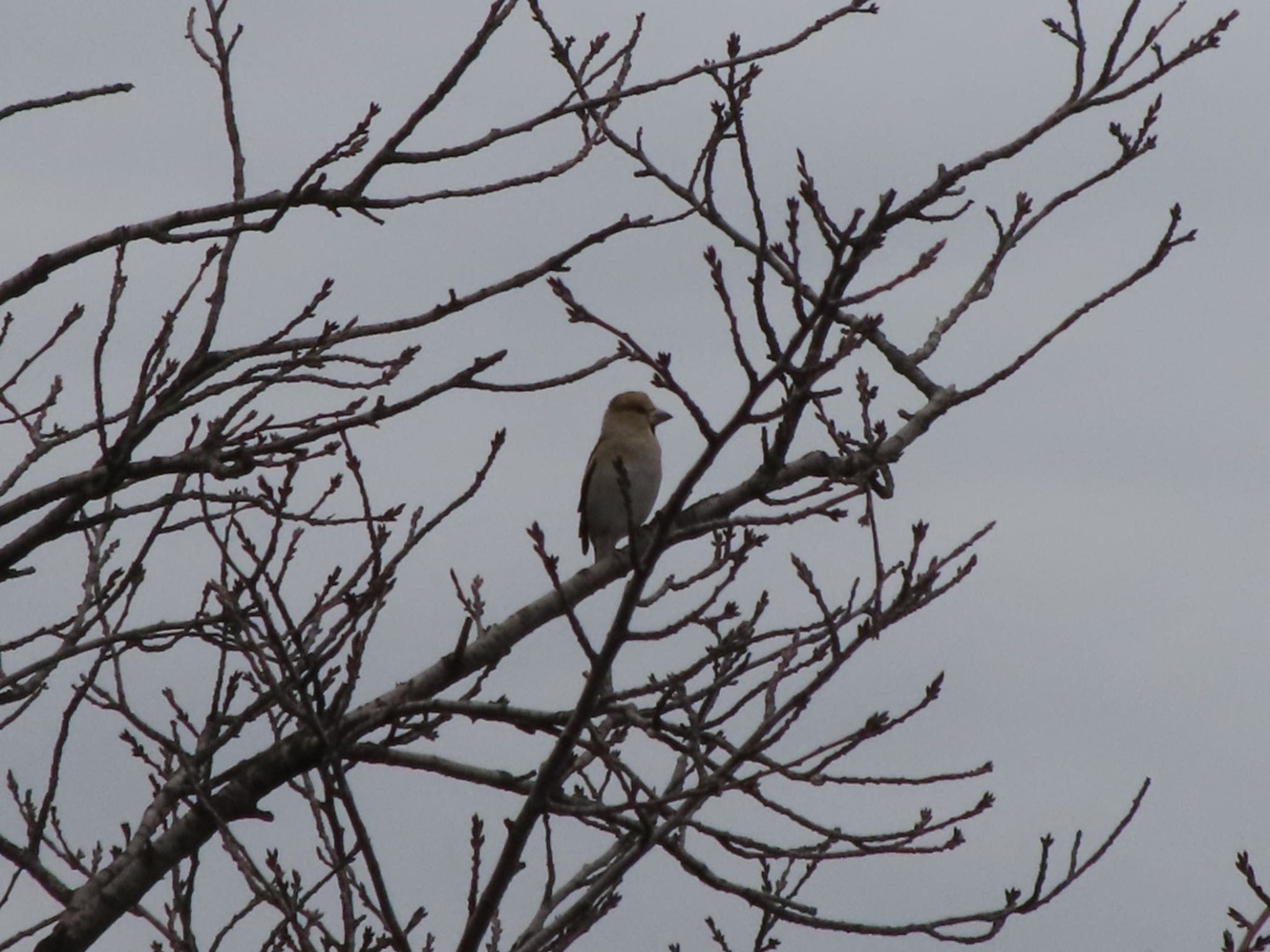 Photo of Hawfinch at 波志江沼環境ふれあい公園 by アカウント12456