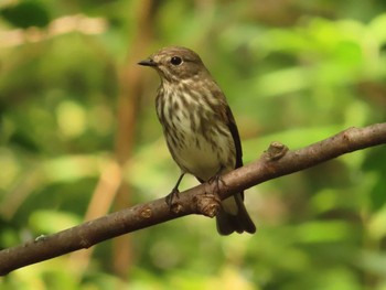 Grey-streaked Flycatcher 権現山(弘法山公園) Sun, 10/1/2023